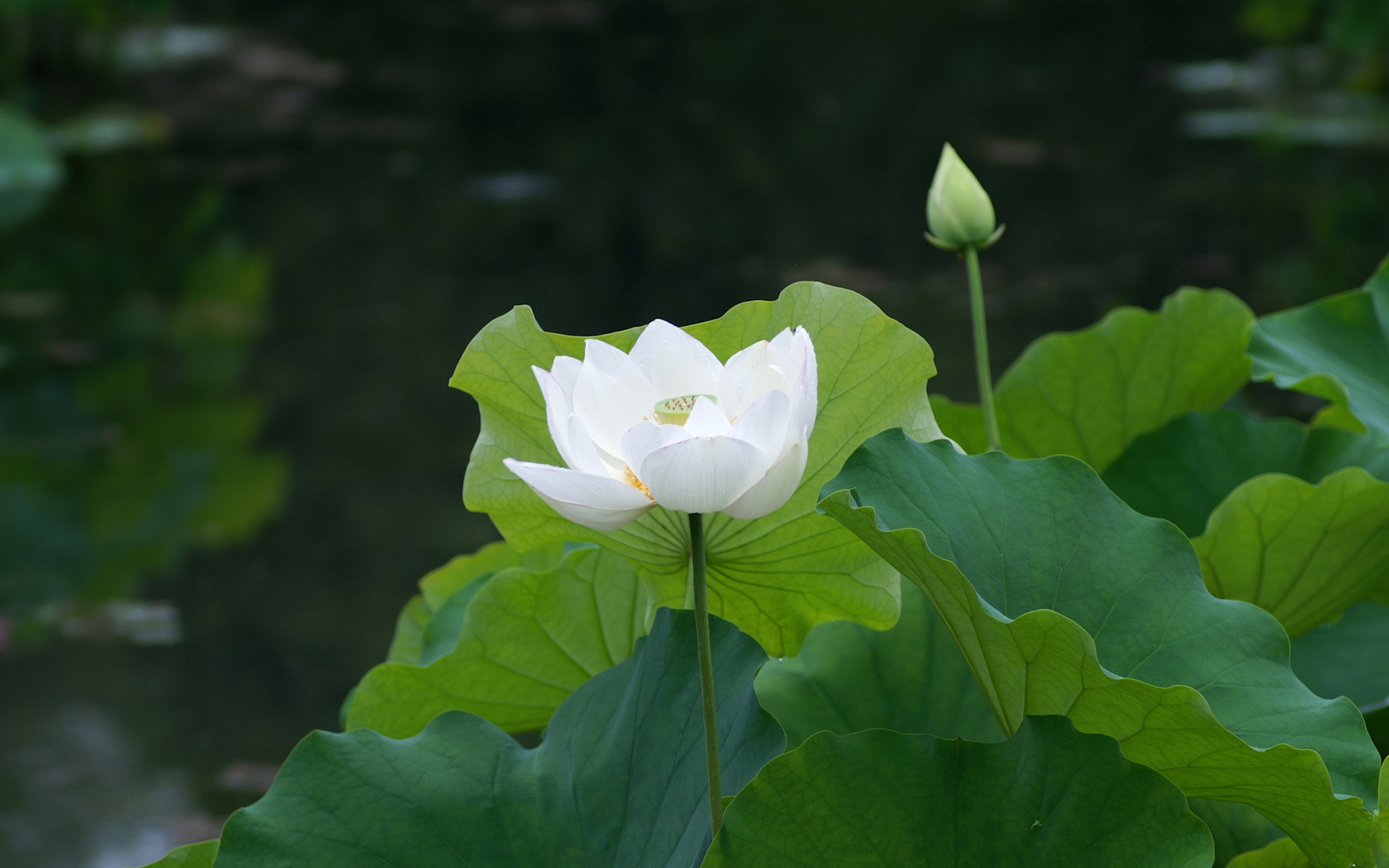 white lotus flower meaning symbolism
