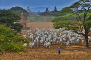 Anh Myanmar Theravada 405