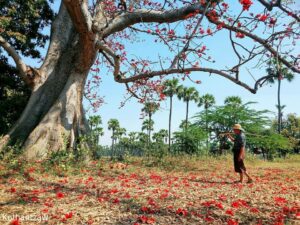 Anh Myanmar Theravada 498